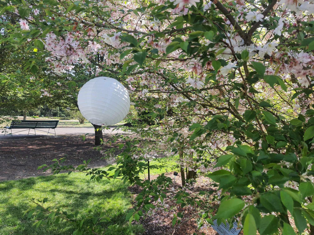 Kwitnące wiśnie i magnolie w Ogrodzie Botanicznym w Powsinie