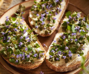 Bluszczyk kurdybanek – to nie chwast, a lecznicze zioło. Właściwości i zastosowanie