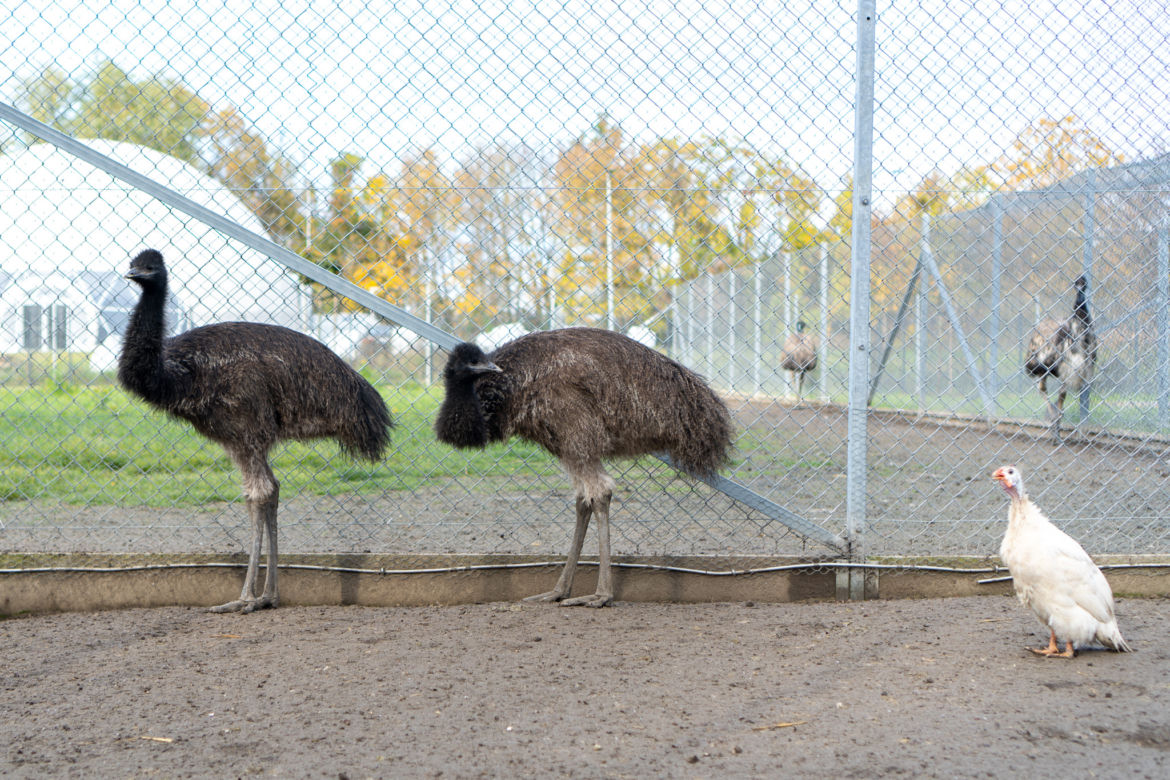 Para emu przeprowadza się ze Szczecina do Poznania