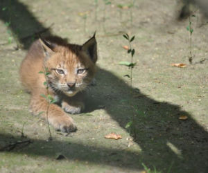Myślęcińskie zoo ma nowych mieszkańców! Na świat przyszły dwa rysie! [ZDJĘCIA]
