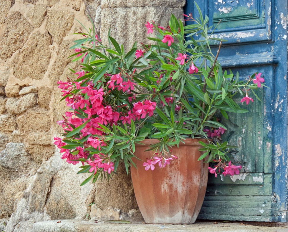 Oleander w donicy