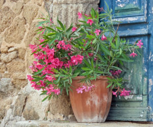 Oleander