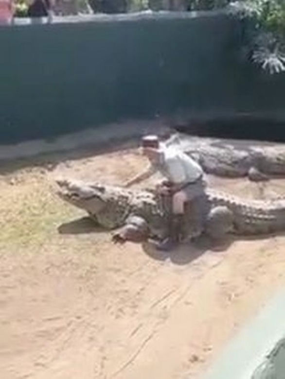  Krokodyl rzucił się na opiekuna podczas przedstawienia dla dzieci! Wszystko się nagrało. WIDEO