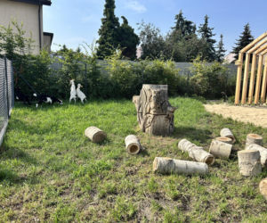 Kózki w parku w Kazimierzu Biskupim