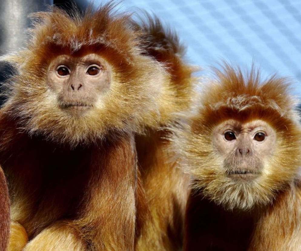 Dziś można bezpłatnie odwiedzić mieszkańców zoo