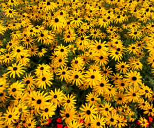 Rudbekia błyskotliwa