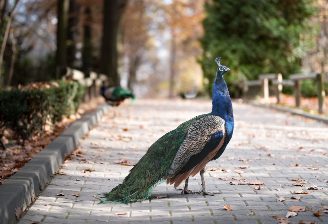 Krakowskie ZOO będzie oszczędzać, ale nie ma zamiaru zamknąć się na mieszkańców