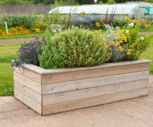 Rośliny w drewnianej skrzyni