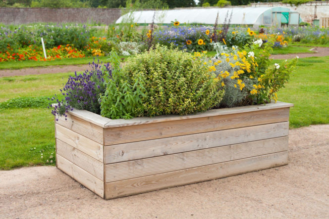 Rośliny w drewnianej skrzyni