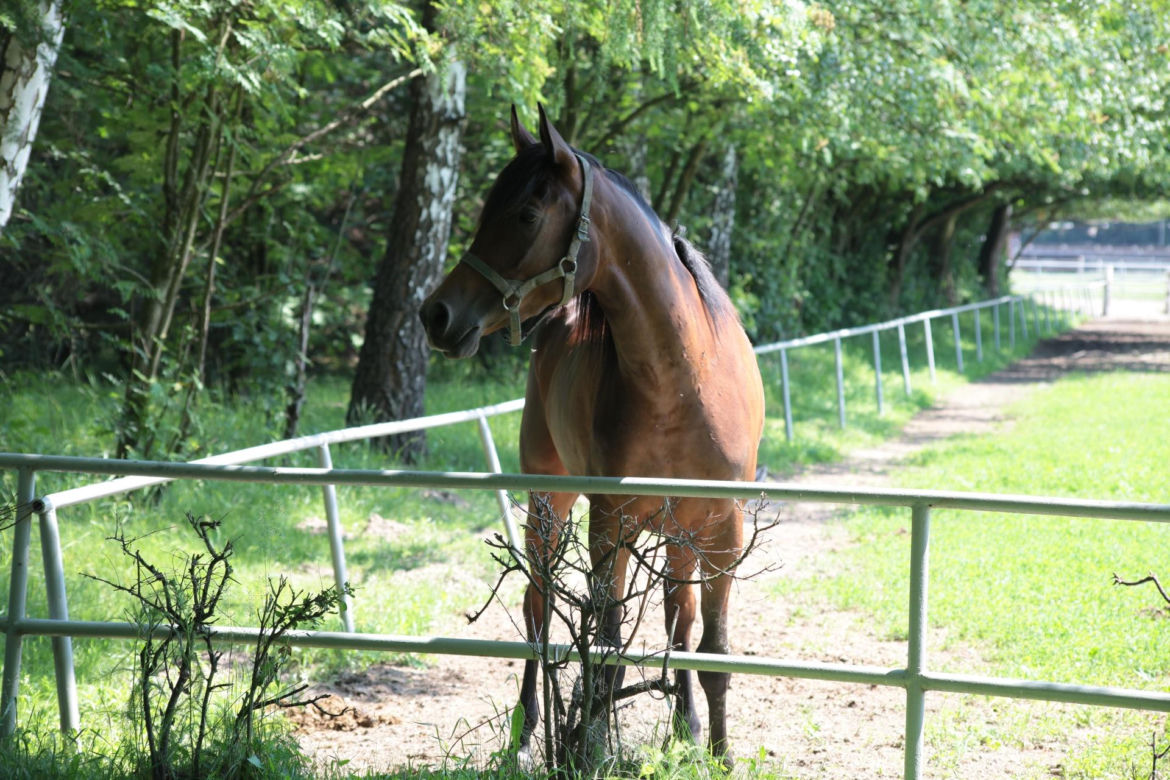 Koń zrujnował życie 16-letniej Klaudii. Mama: "Cudem udało się ją uratować"