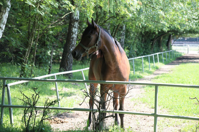 Koń zrujnował życie 16-letniej Klaudii. Mama: "Cudem udało się ją uratować"