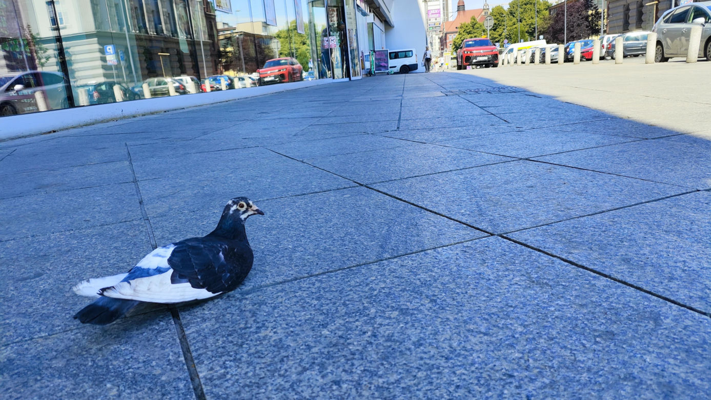 Katowice jak patelnia. Obowiązuje ruch cieniostronny. Nawet gołębie chowają się w cieniu