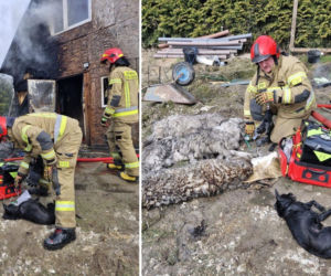Pięć psów uwięzionych w pożarze! Gdańscy strażacy walczyli o życie zwierząt [GALERIA]