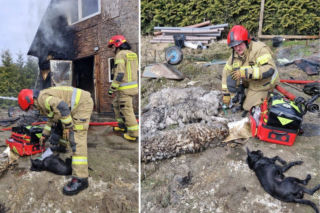 Pięć psów uwięzionych w pożarze! Gdańscy strażacy walczyli o życie zwierząt [GALERIA]