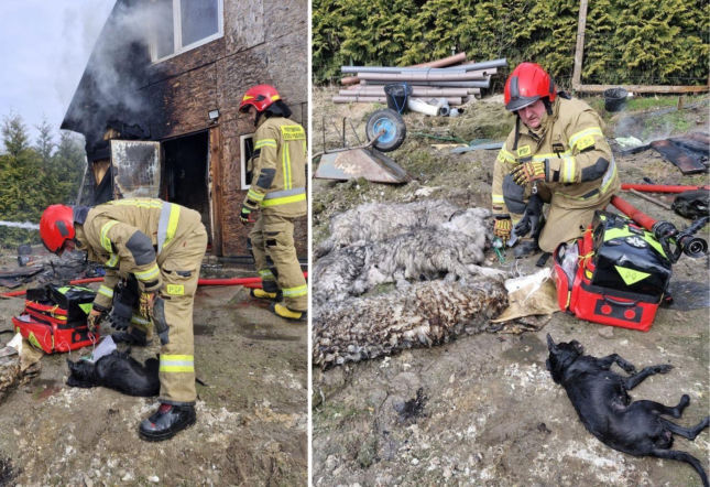 Pięć psów uwięzionych w pożarze! Gdańscy strażacy walczyli o życie zwierząt [GALERIA]