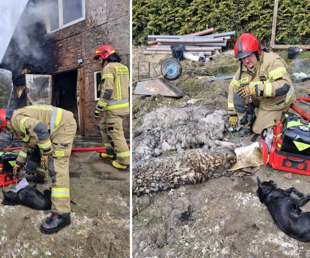 Pożar na ogródkach działkowych w Gdańsku. W środku uwięzionych było pięć psów [GALERIA]