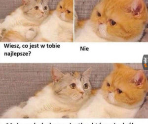 Dzień Kota 2020