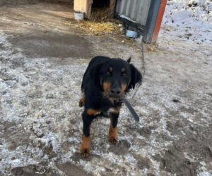 9 psów na terenie oczyszczalni. Interwencja, oskarżenia, śledztwo