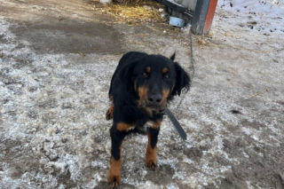 9 psów na terenie oczyszczalni. Interwencja, oskarżenia, śledztwo