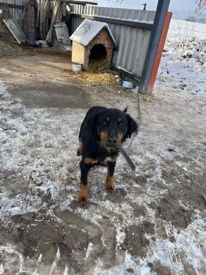 9 psów na terenie oczyszczalni. Interwencja, oskarżenia, śledztwo