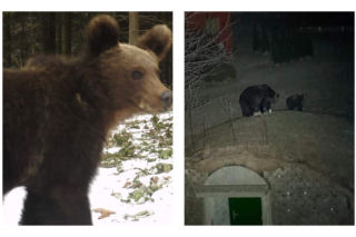 Bieszczady. Głodne niedźwiedzie szukają pożywienia we wsi [GALERIA]