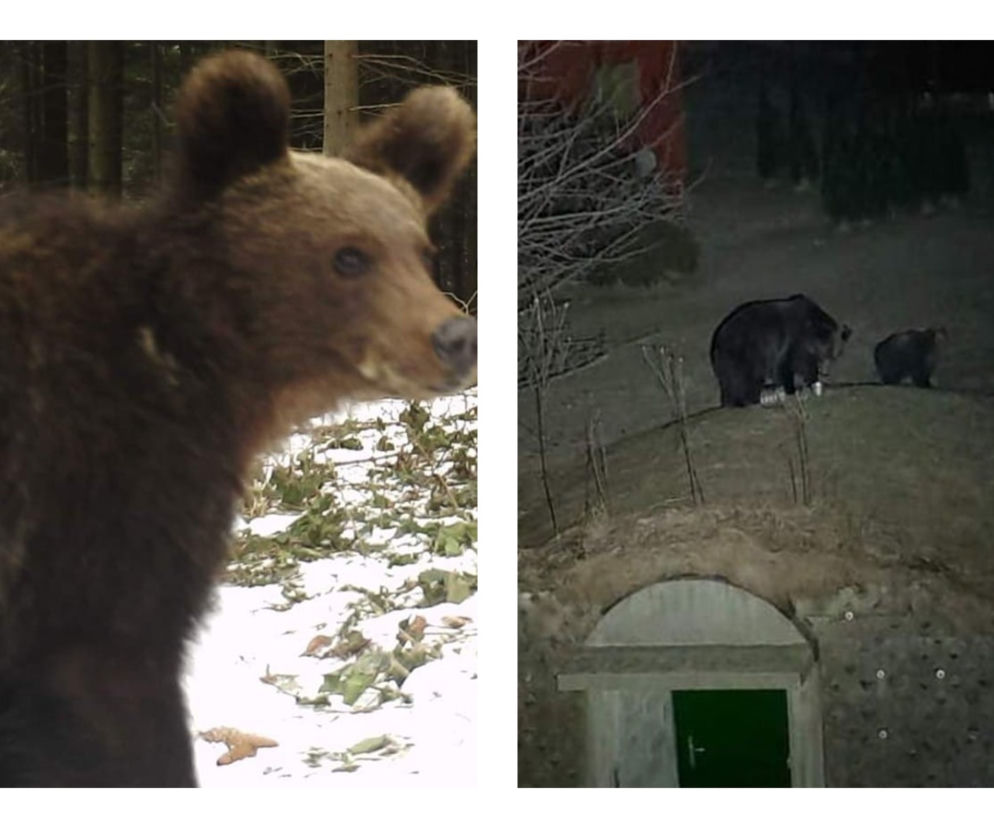 Bieszczady. Głodne niedźwiedzie szukają pożywienia we wsi [GALERIA]