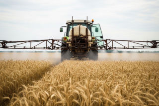 Nowa bakteria na polach pszenicy i żyta!