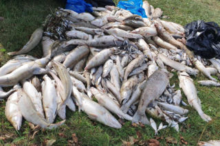 Martwe ryby i duszący zapach w Parku Duchackim. Urzędnicy sprawdzają przyczynę problemu