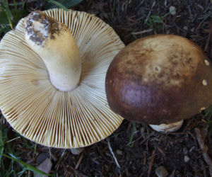 Gołąbek kunowy