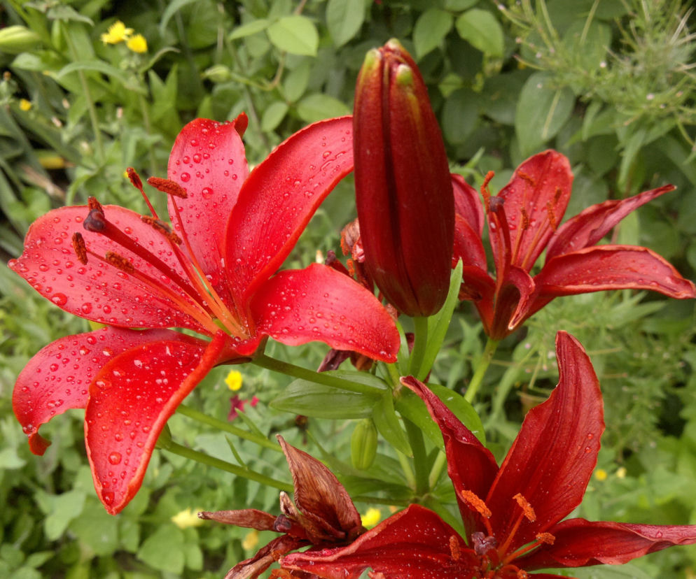 Lilia 'Red Sensation'