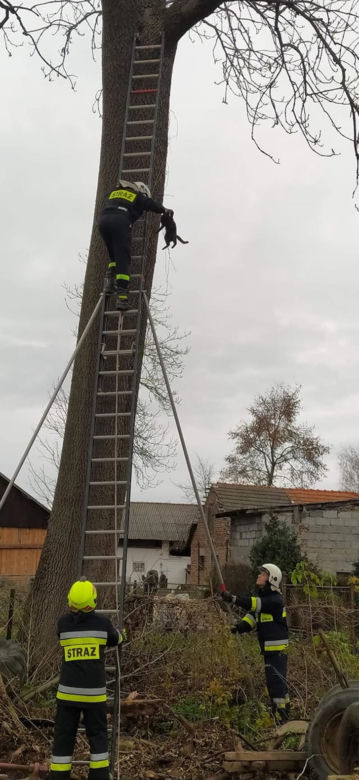 Czarny kot ugrzązł na drzewie w piątek 13