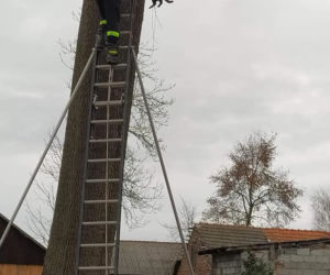 Czarny kot ugrzązł na drzewie w piątek 13