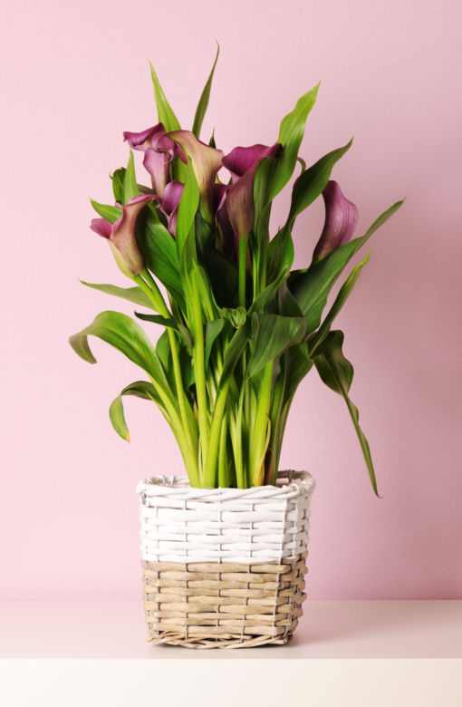 Cantedeskia - Zantedeschia