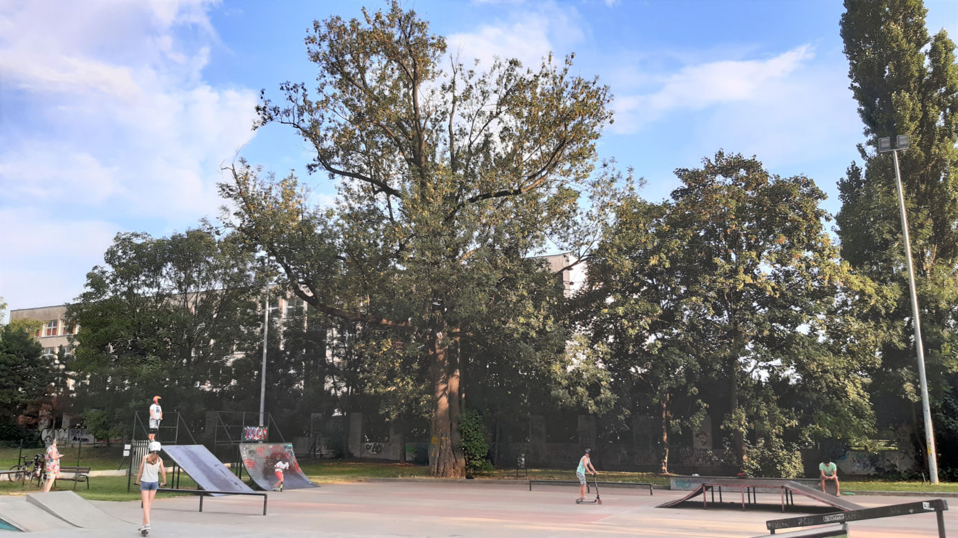 Zużyte trampki na pomniku przyrody