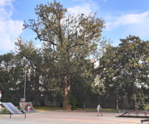 Zużyte trampki na pomniku przyrody