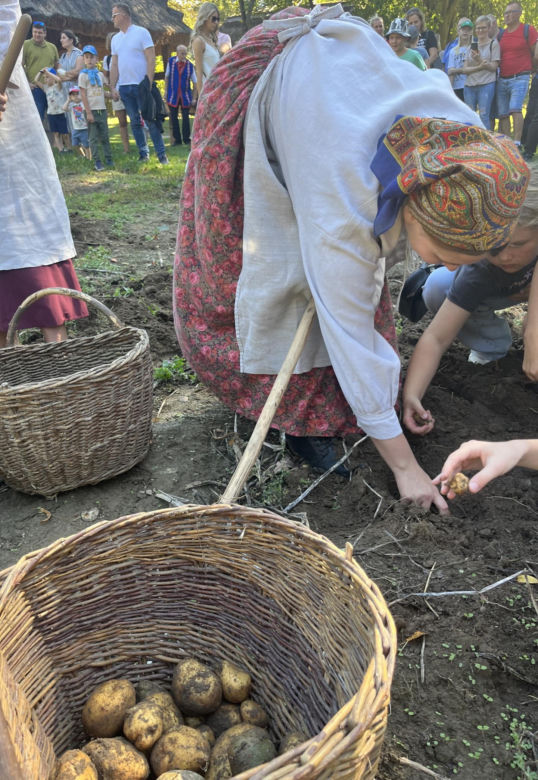Tradycyjne wykopki w Muzeum Wsi Lubelskiej. Tak kiedyś zbierano ziemniaki