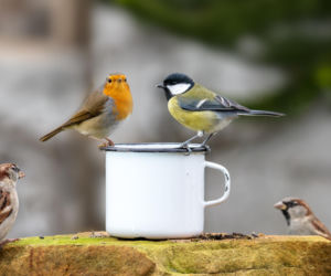 Jakie ptaki można spotkać w ogrodzie? Część 1