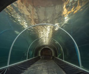 Podwodny tunel z basenem dla rekinów wypełniony wodą! Kiedy otwarcie łódzkiego Orientarium?