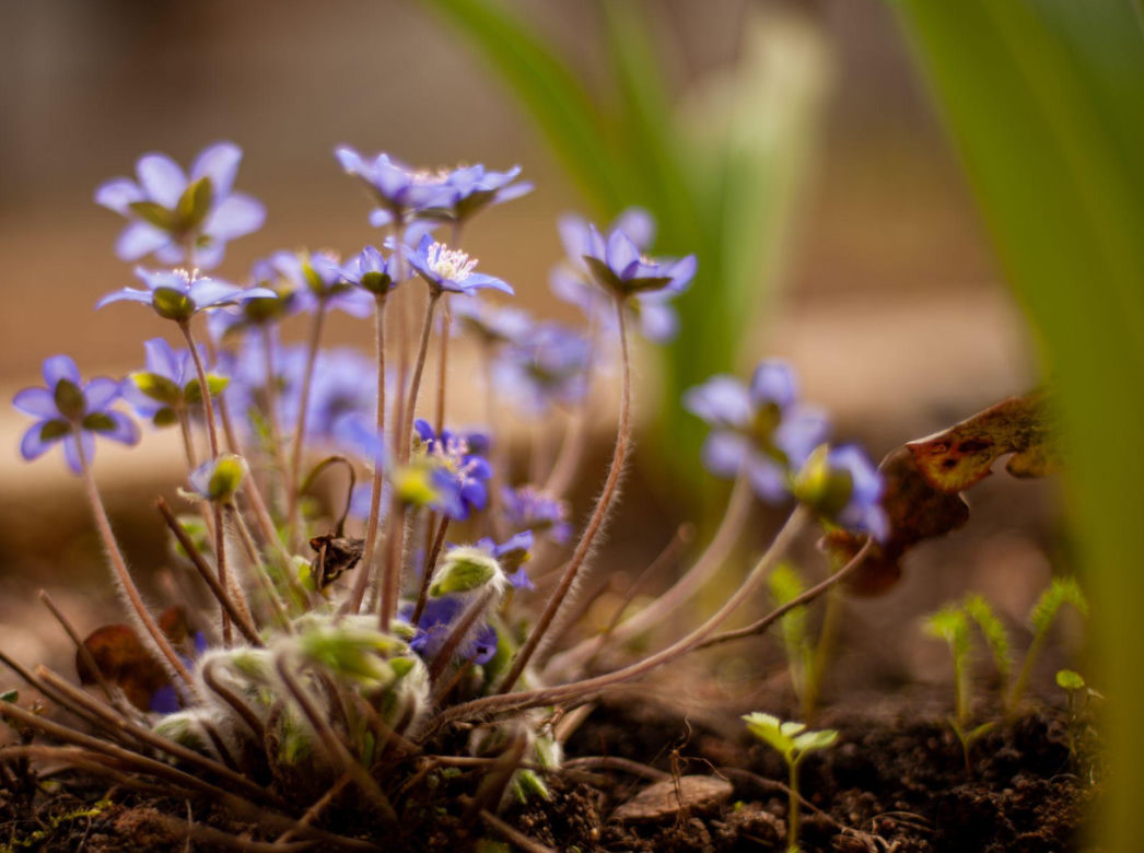 Przylaszczka siedmiogrodzka (Hepatica transsilvanica) 
