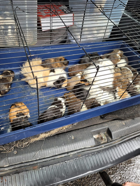 Sklep zoologiczny w Bytomiu: zwierzęta w strasznych warunkach
