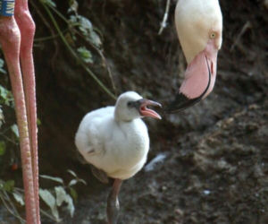 Gdańsk: Flaming oraz kariama czerwononoga przyszły na świat w oliwskim zoo