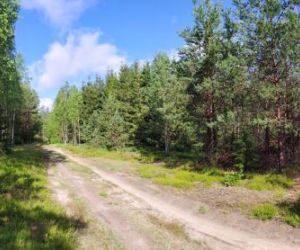 Niszczycielski huragan spustoszył Puszczę Piską. Wiatr osiągał 170 km/h [ZDJĘCIA]