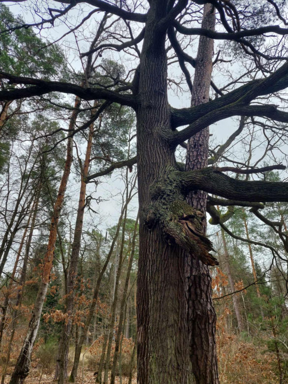 Rezerwat Przyrody "Skały pod Adamowem"