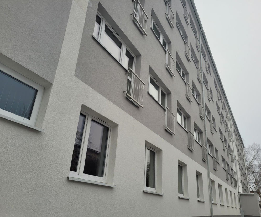 Samotniak w Olsztynie