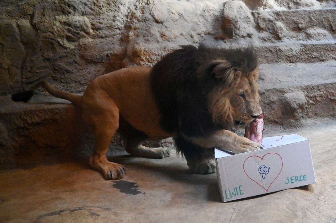Dzień lwa w zoo