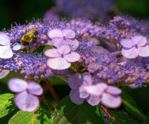 Hortensja piłkowana (Hydrangea serrata)