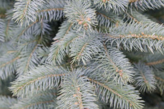 Świerk kłujący 'Glauca' - Picea pungens 'Glauca'