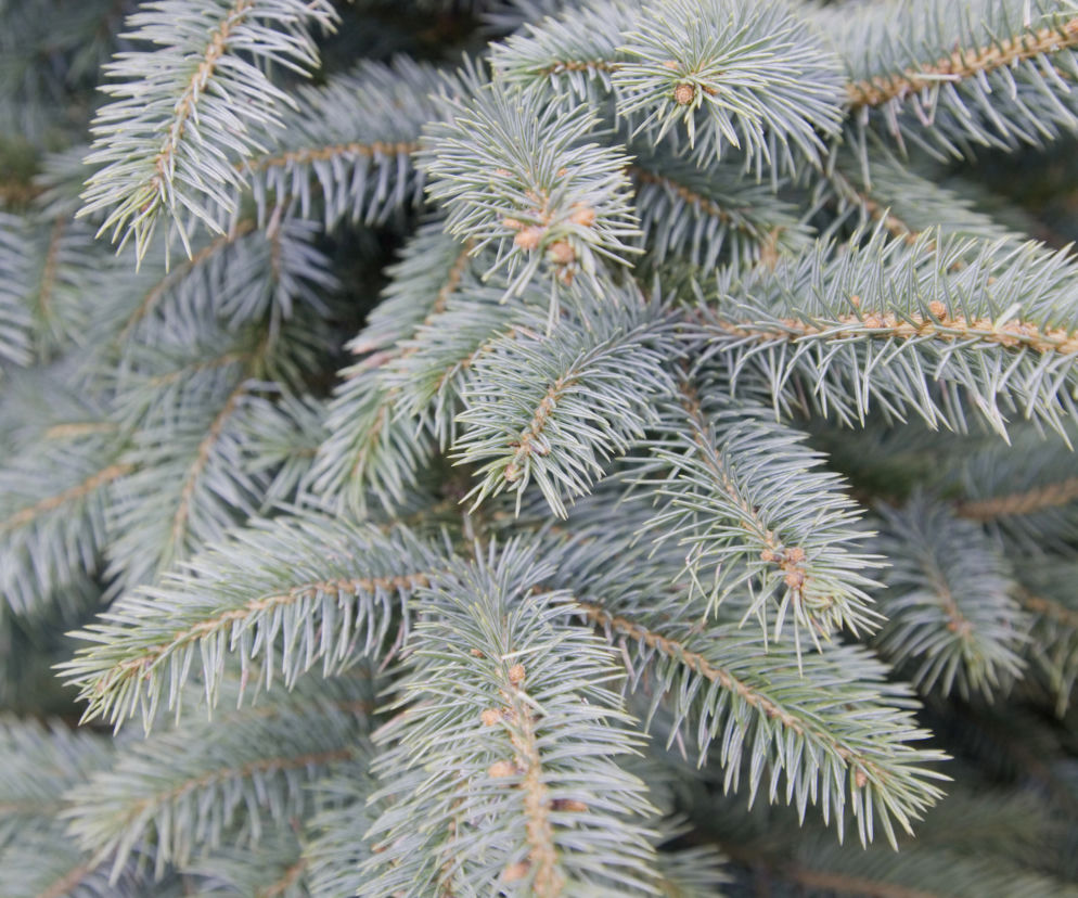 Świerk kłujący 'Glauca' 