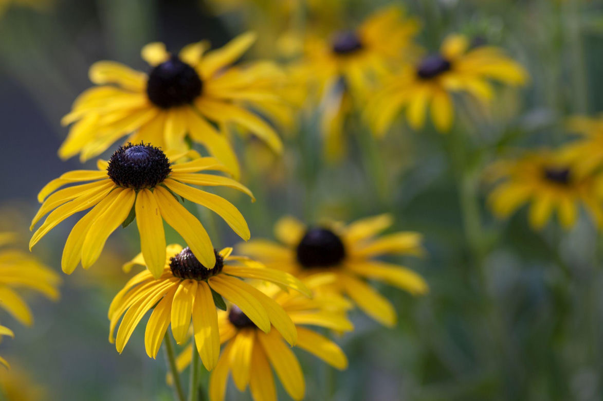 Rudbekia owłosiona