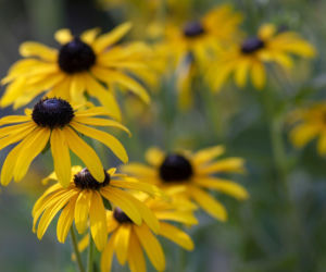 Rudbekia owłosiona